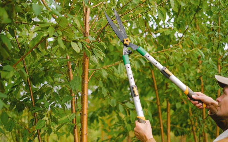 Tree trimming in Porterville, CA